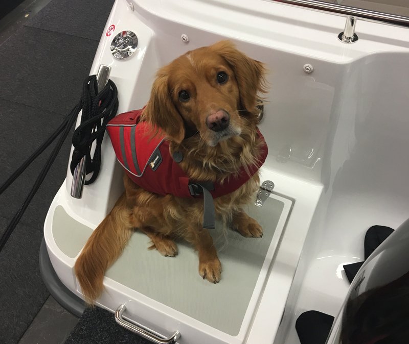 Tips och råd vid köp av båt anpassat för hunden